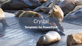  Presentation with lions - Colorful PPT theme enhanced with california sea lions zalophus californianus can be found at pier 39 in san francisco usa backdrop and a ocean colored foreground