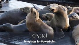  Presentation with lions - Presentation theme having california sea lions zalophus californianus can be found at pier 39 in san francisco usa background and a tawny brown colored foreground