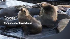  Presentation with lions - Cool new PPT theme with california sea lions zalophus californianus can be found at pier 39 in san francisco usa backdrop and a dark gray colored foreground
