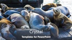  Presentation with lions - Colorful theme enhanced with california sea lions zalophus californianus can be found at pier 39 in san francisco usa backdrop and a ocean colored foreground