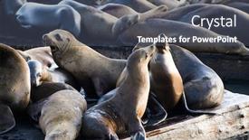  Presentation with lions - Audience pleasing PPT layouts consisting of california sea lions zalophus californianus can be found at pier 39 in san francisco usa backdrop and a dark gray colored foreground
