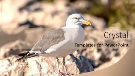  Presentation with seagull - Cool new slide set with california-seagull-stands backdrop and a coral colored foreground