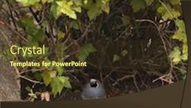 Presentation with quail - Colorful presentation design enhanced with california valley quail in search of food backdrop and a tawny brown colored foreground