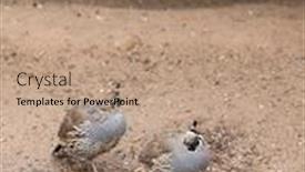  Presentation with quail - Cool new slide set with california valley quail in search backdrop and a coral colored foreground