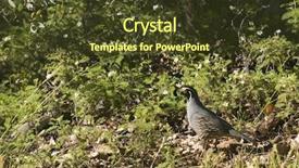  Presentation with quail - Theme featuring california valley quail background and a tawny brown colored foreground