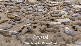  Presentation with pacific - Cool new theme with california wild elephant seals in piedras blancas point in south big sur inn pacific highway 1 backdrop and a gray colored foreground