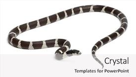  Presentation with echinacea purpurea eastern purple coneflower - Colorful presentation theme enhanced with californiae in front of white backdrop and a white colored foreground