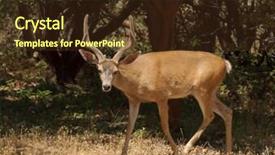  Presentation with buck - Cool new PPT theme with young business woman protects piggybank backdrop and a dark gray colored foreground