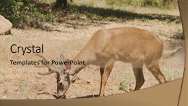  Presentation with buck - Slide set consisting of californian black-tailed buck background and a coral colored foreground