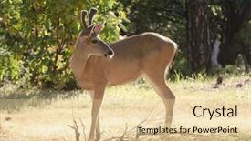  Presentation with buck - Amazing PPT layouts having californian black-tailed buck in velvet backlit by the sunlight looking behind himself having heard a noise backdrop and a lemonade colored foreground