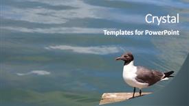  Presentation with mermaid ocean kids - Cool new slide set with call wild - single fulmar bird backdrop and a seafoam green colored foreground