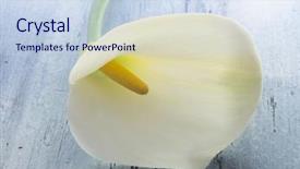  Presentation with calla - Theme with calla flowers background and a sky blue colored foreground