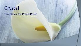  Presentation with calla - Colorful PPT layouts enhanced with calla flowers backdrop and a sky blue colored foreground