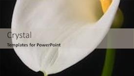  Presentation with calla - Presentation featuring calla lilly against black background background and a soft green colored foreground