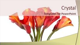  Presentation with calla - Beautiful presentation featuring calla lily - beautiful flowers backdrop and a lemonade colored foreground