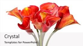  Presentation with calla lily - Beautiful slide deck featuring calla lily - beautiful flowers backdrop and a white colored foreground
