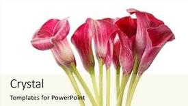  Presentation with calla lily - PPT layouts featuring calla lily - beautiful flowers background and a blonde colored foreground