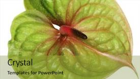  Presentation with calla lily - Colorful theme enhanced with calla lily - green anthurium isolated on white backdrop and a gold colored foreground