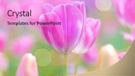  Presentation with calla lily - Presentation design having calla lily - pink tulip with bokeh background and a  colored foreground