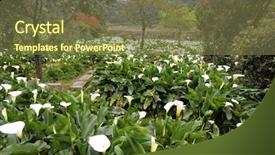  Presentation with calla - Audience pleasing presentation theme consisting of calla lily meadow backdrop and a  colored foreground