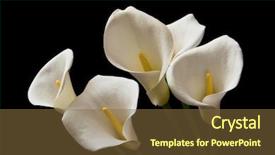  Presentation with calla lily - Presentation having calla lily on a black background and a tawny brown colored foreground