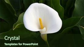  Presentation with calla lily - Slide set enhanced with calla lily background and a wine colored foreground