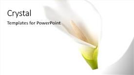  Presentation with calla - Cool new presentation design with calla lily backdrop and a  colored foreground