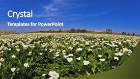  Presentation with calla lily - Colorful presentation enhanced with calla lilyes in bloom backdrop and a  colored foreground