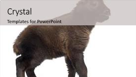  Presentation with old days - Slide set consisting of called cattle chamois or gnu background and a  colored foreground