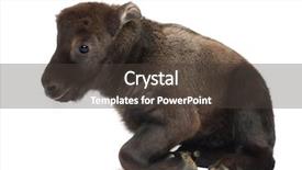  Presentation with old crumpled paper violence against women - Audience pleasing PPT theme consisting of called cattle chamois or gnu backdrop and a  colored foreground