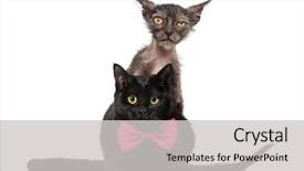  Presentation with kitten - Presentation design enhanced with called the werewolf cat peer background and a light gray colored foreground