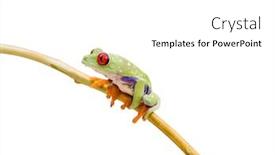  Presentation with costa rica - Audience pleasing slide deck consisting of callidryas or red eyed green tree frog from costa rica backdrop and a white colored foreground