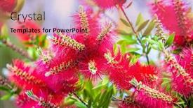  Presentation with bottlebrush - Presentation theme with callistemon-rigidus-or-flower-bottlebrush background and a coral colored foreground