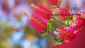  Presentation with bottlebrush - Slide deck consisting of callistemon-rigidus-or-flower-bottlebrush background and a red colored foreground
