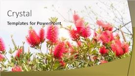  Presentation with green-leaves - PPT layouts enhanced with callistemon rigidus plant with green background and a sky blue colored foreground