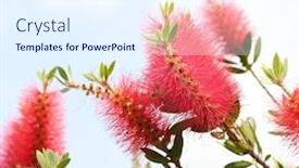  Presentation with plant - Slide deck with callistemon rigidus plant with green background and a sky blue colored foreground
