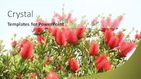  Presentation with green leaves - Audience pleasing slide deck consisting of callistemon rigidus plant with green backdrop and a cool aqua colored foreground