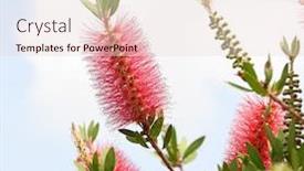  Presentation with green leaves - Slides featuring callistemon-rigidus-plant-with-green background and a lemonade colored foreground