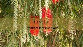  Presentation with green leaves - Audience pleasing PPT theme consisting of callistemon-rigidus-plant-with-green backdrop and a gold colored foreground