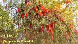  Presentation with green leaves - Beautiful PPT theme featuring callistemon-rigidus-plant-with-green backdrop and a tawny brown colored foreground