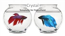  Presentation with calm - Audience pleasing presentation theme consisting of calm-bowl-of-water backdrop and a white colored foreground