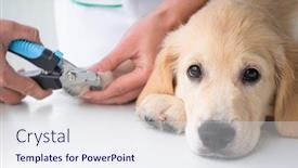  Presentation with calm - PPT layouts consisting of calm-dog-during-cutting-claws background and a sky blue colored foreground