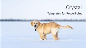  Presentation with deep - Beautiful slide deck featuring calm-dog-standing-in-deep backdrop and a sky blue colored foreground