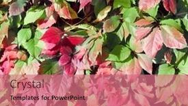  Presentation with fall season - Presentation theme having calm-fall-season-grape-leaves background and a coral colored foreground