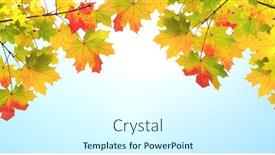  Presentation with maple leaf - Colorful PPT theme enhanced with calm-fall-season-maple-leaves backdrop and a cool aqua colored foreground