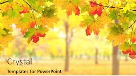  Presentation with maple leaf - Theme having calm-fall-season-maple-leaves background and a yellow colored foreground