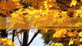  Presentation with fall season - Slides with calm-fall-season-maple-tree background and a  colored foreground