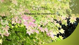  Presentation with fall season - Slides enhanced with calm-fall-season-maple-tree background and a yellow colored foreground