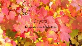  Presentation with fall season - Amazing slides having calm-fall-season-viburnum-leaves backdrop and a coral colored foreground