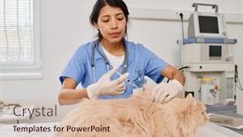  Presentation with calm - Slide deck having calm-fluffy-ginger-cat-getting background and a lemonade colored foreground